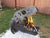 Dino Pit
